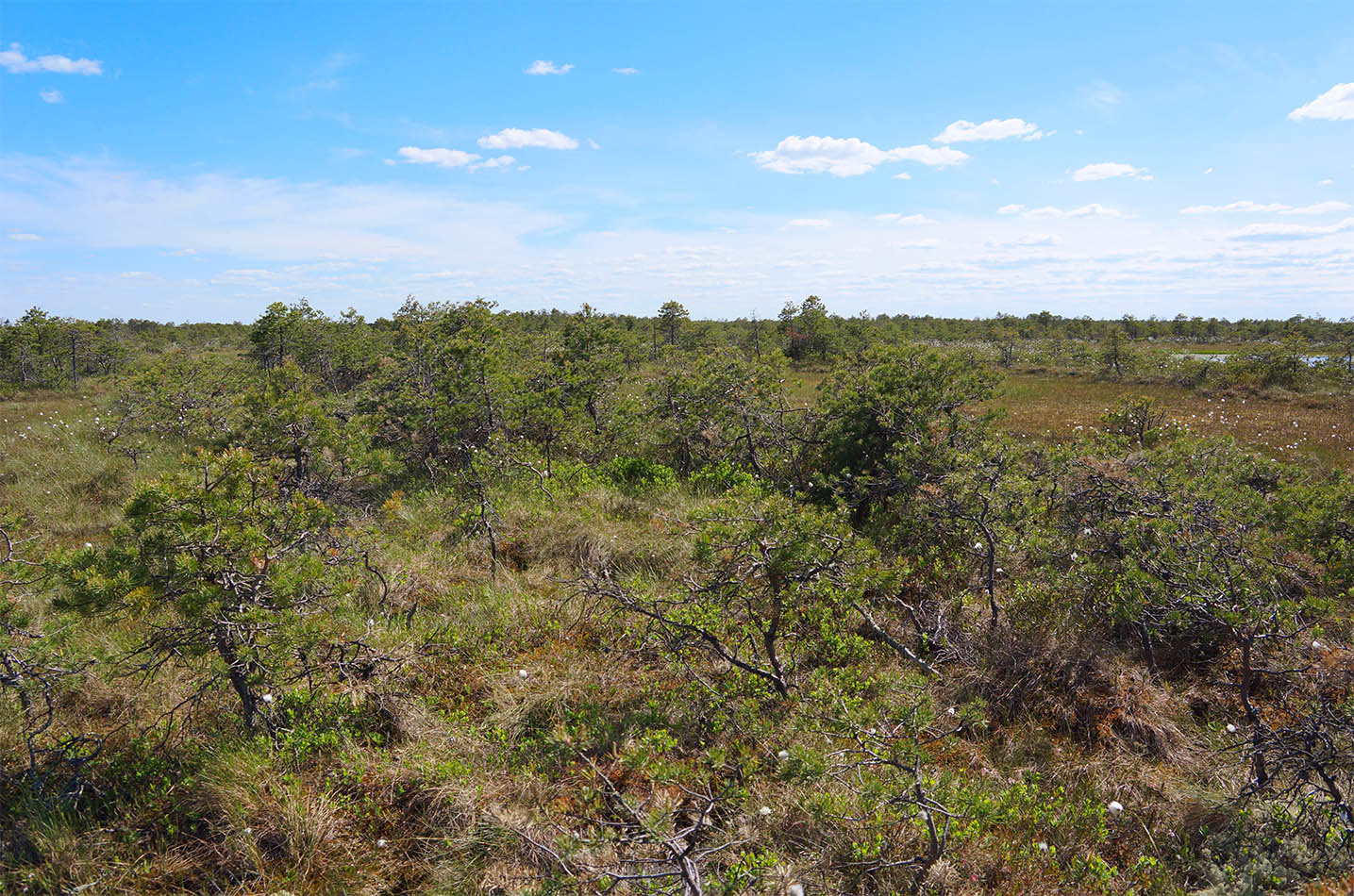 Васюганское болото, Болтное, image of landscape/habitat.