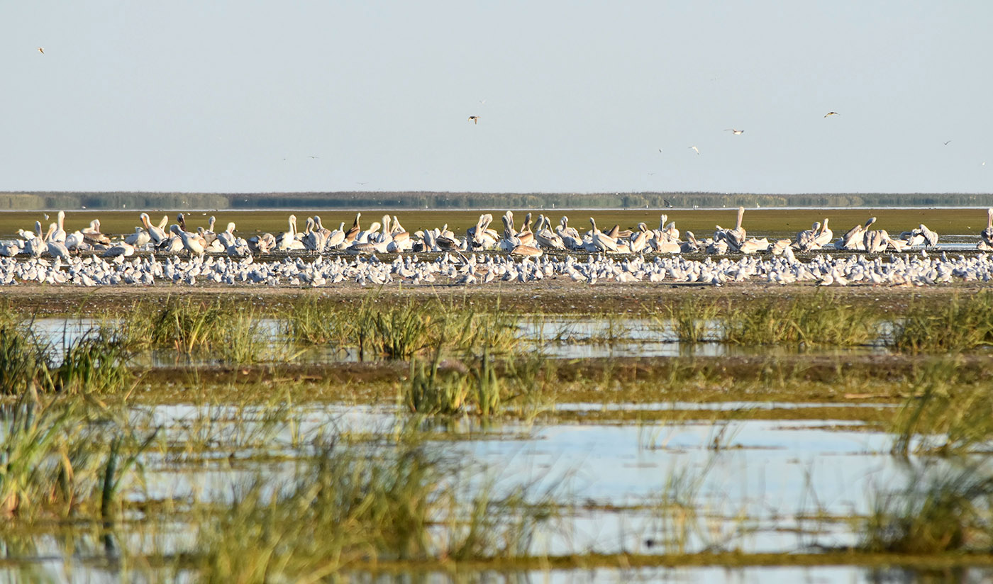 Дельта (нижняя зона), image of landscape/habitat.