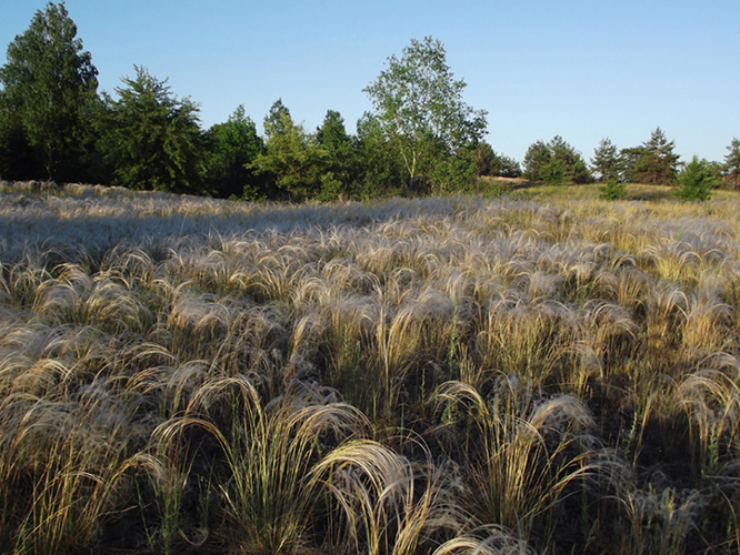 Межречинский РЛП, image of landscape/habitat.