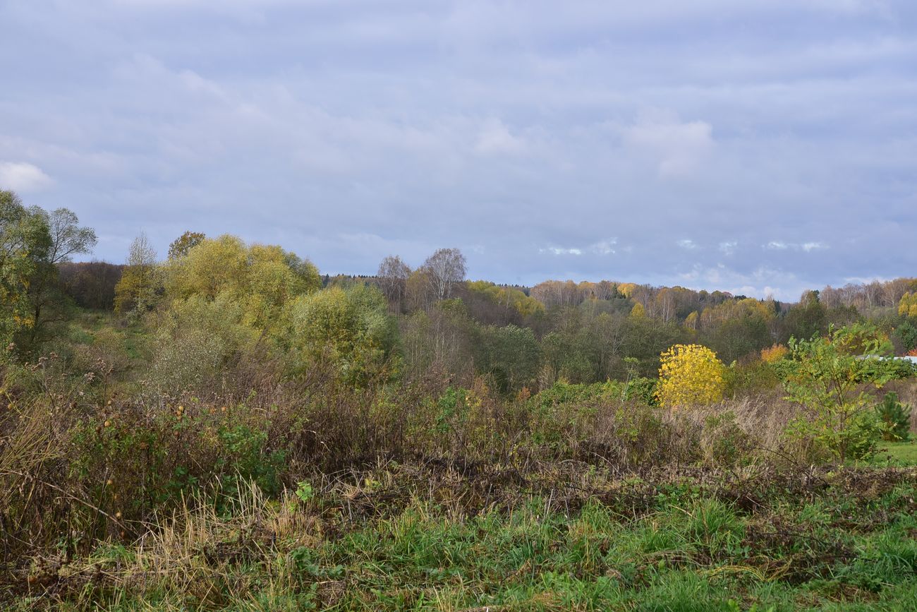 Ищеино, image of landscape/habitat.