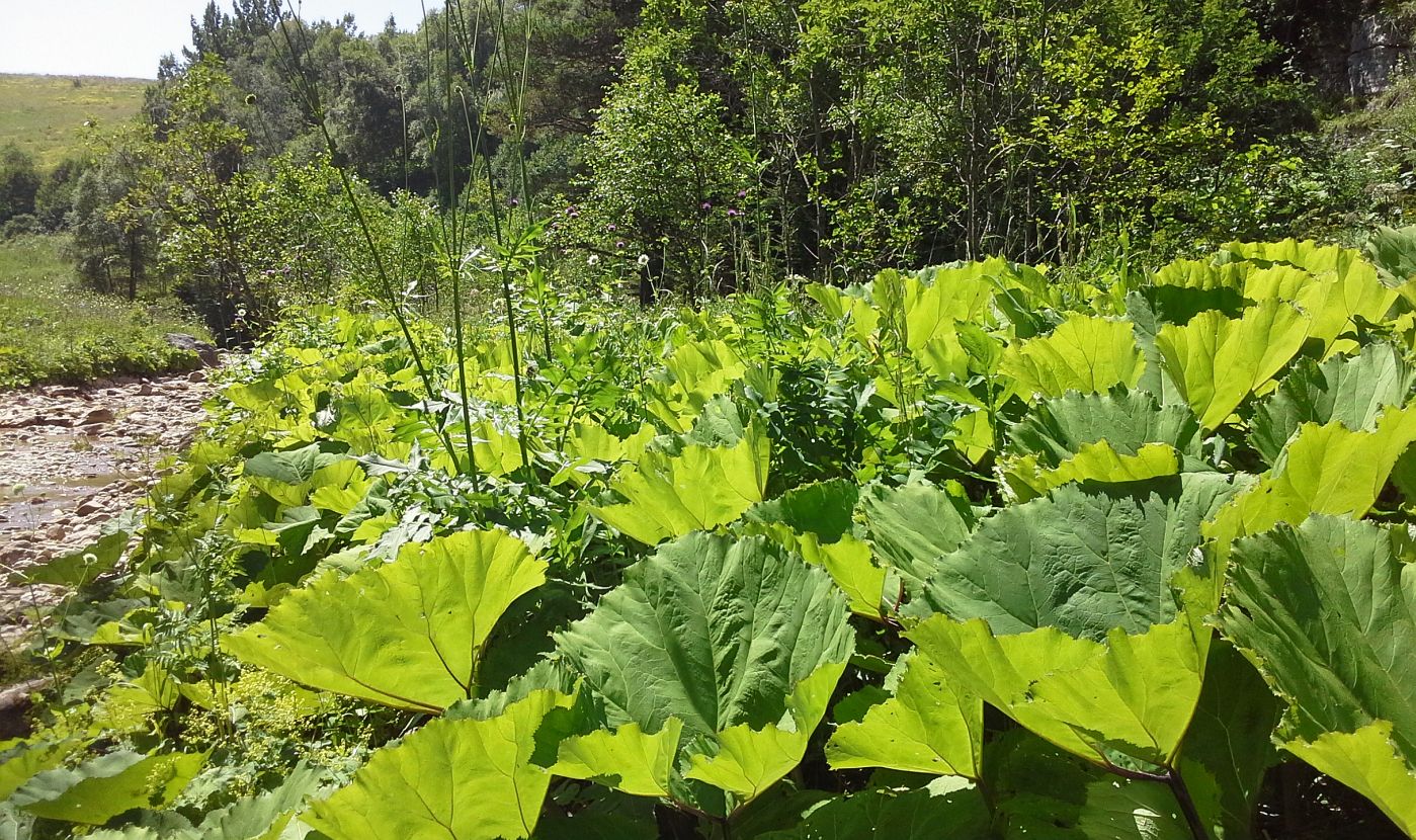 Окрестности истоков р. Курджипс, image of landscape/habitat.