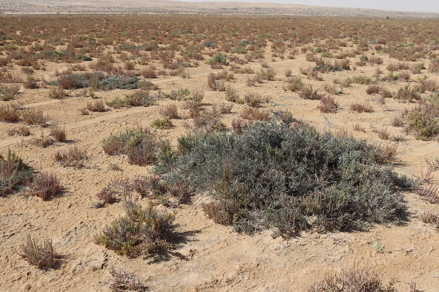 Побережье у Эль-Дабаа, image of landscape/habitat.