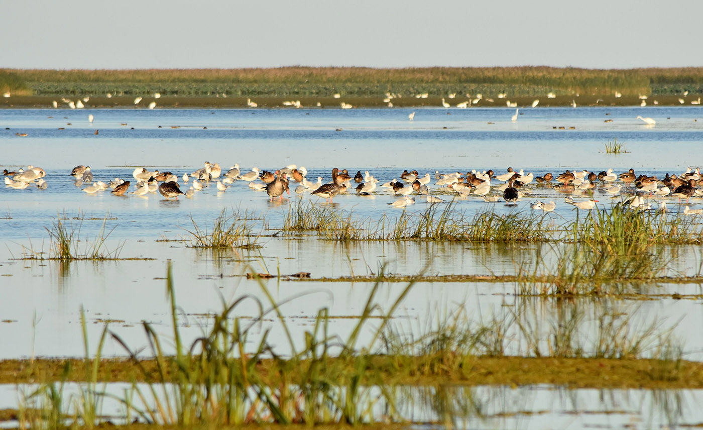 Дельта (нижняя зона), image of landscape/habitat.