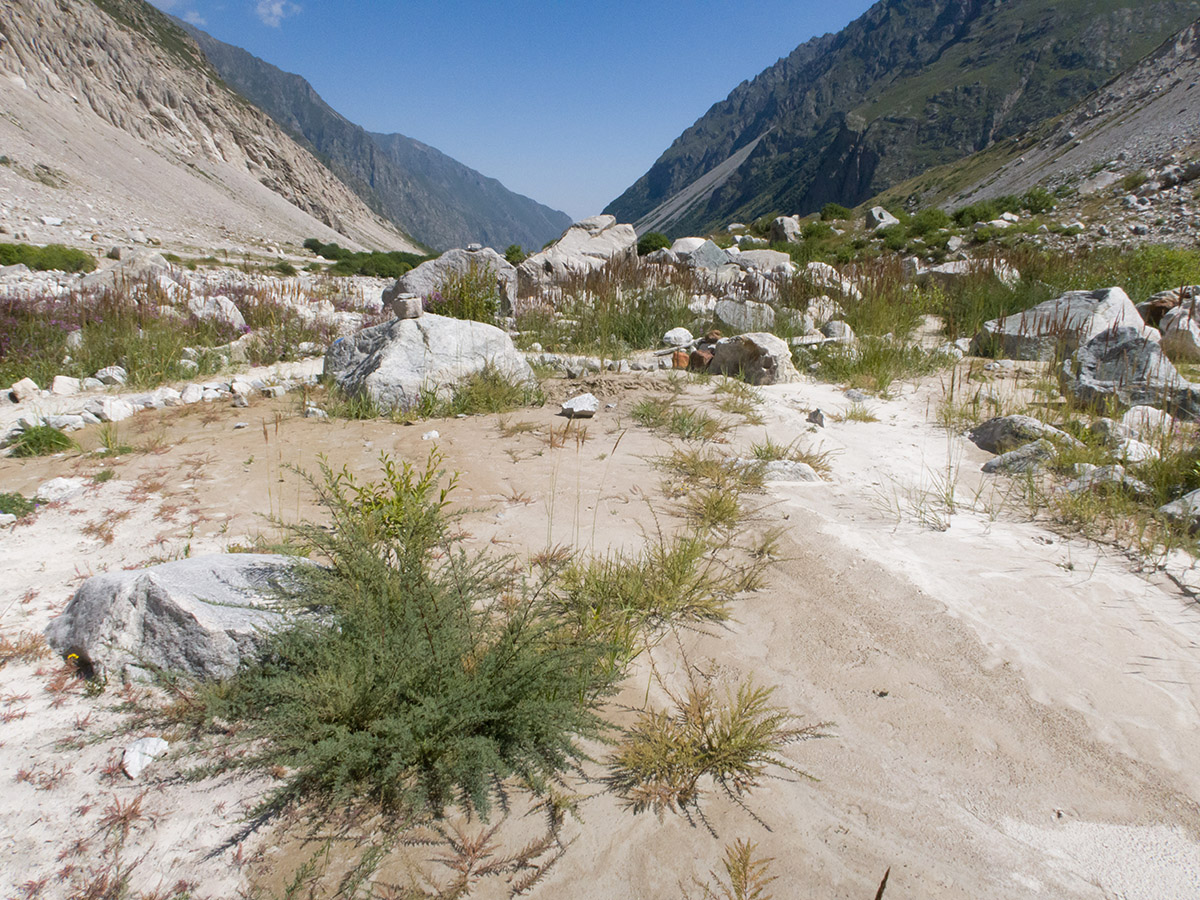 Черек-Безенгийское ущелье, image of landscape/habitat.