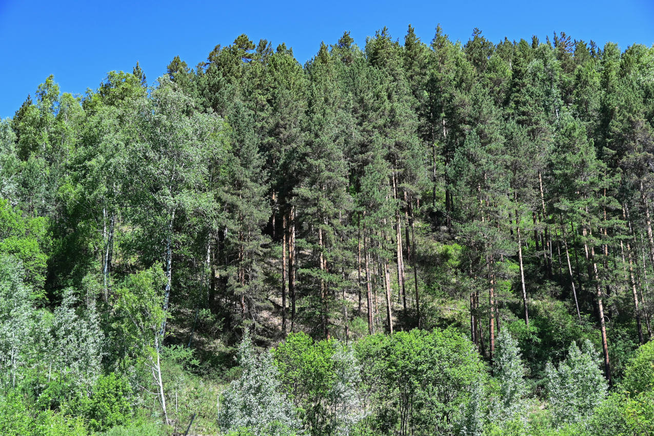 Шушенский бор, image of landscape/habitat.