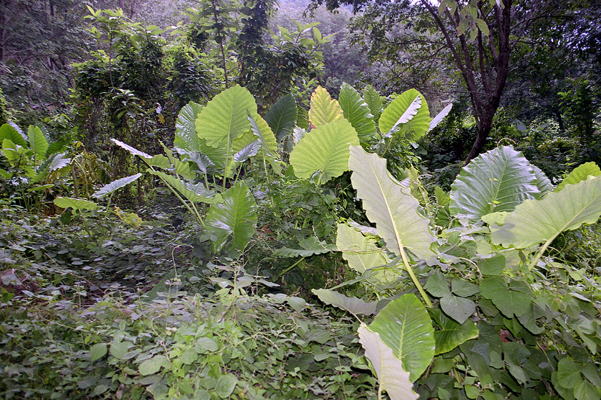 Ко Мук, image of landscape/habitat.