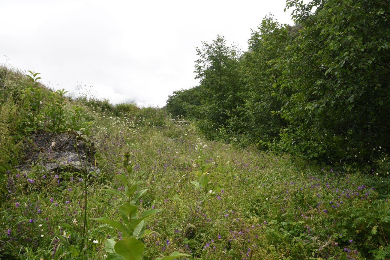 Нижний Кяхк и окрестности, image of landscape/habitat.