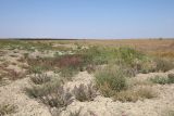 Озеро Айгульское, image of landscape/habitat.