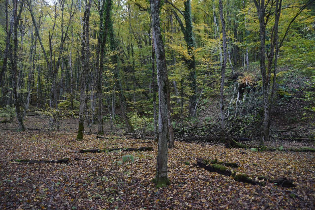 Окрестности устья ручья Толмач, изображение ландшафта.