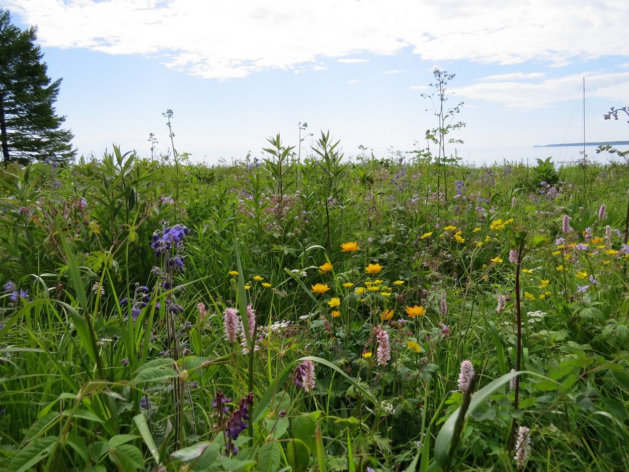 Байкал, мыс Болсодей, image of landscape/habitat.