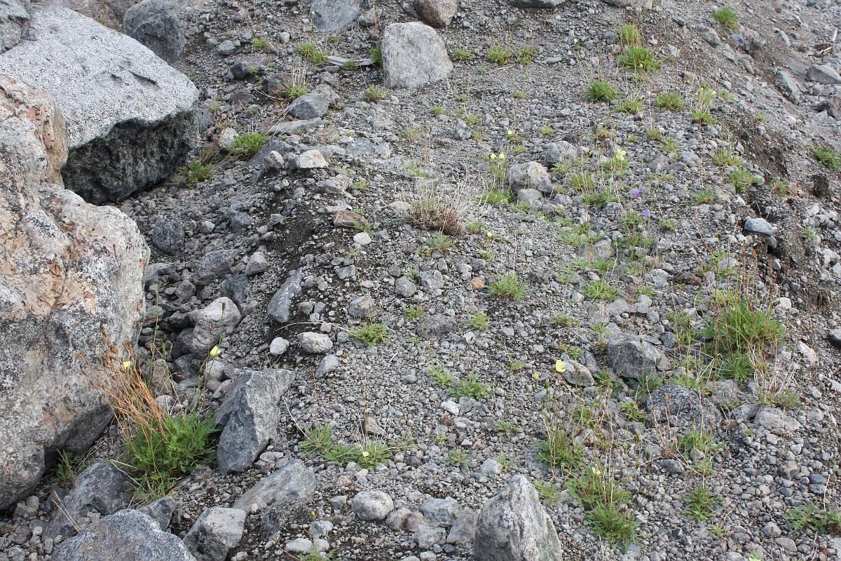 Окрестности Малого Вудъявра, image of landscape/habitat.