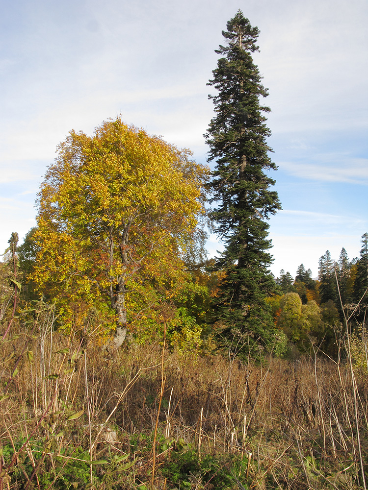 Яворова Поляна, image of landscape/habitat.