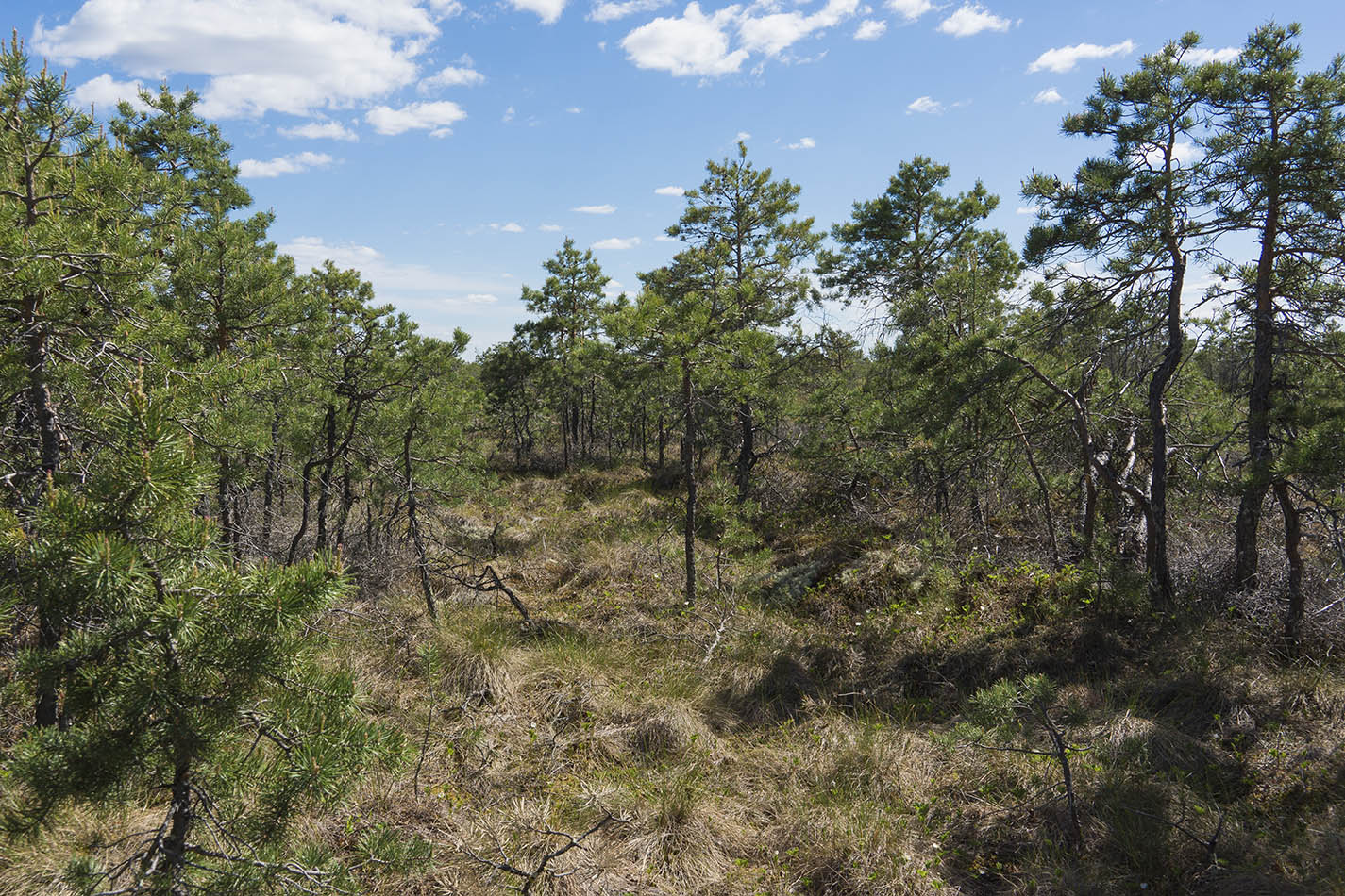 Васюганское болото, Болтное, image of landscape/habitat.