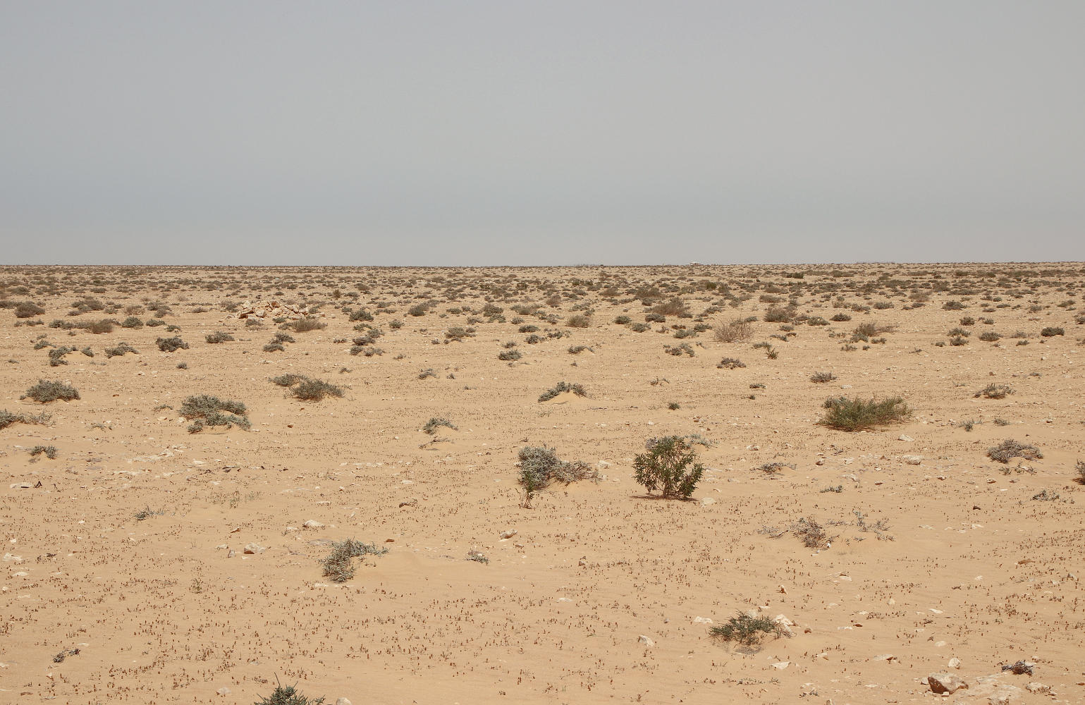 К югу и юго-западу от Эль-Дабаа, image of landscape/habitat.