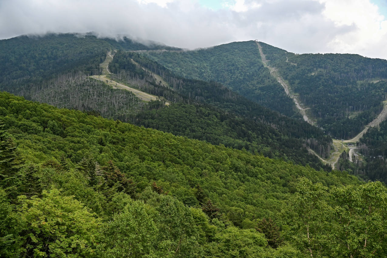 Южно-Сахалинск, image of landscape/habitat.