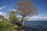 Озеро Чилдыр, image of landscape/habitat.