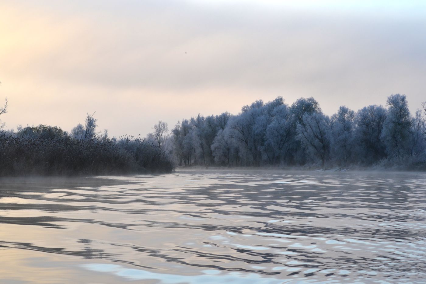 Дельта (нижняя зона), image of landscape/habitat.