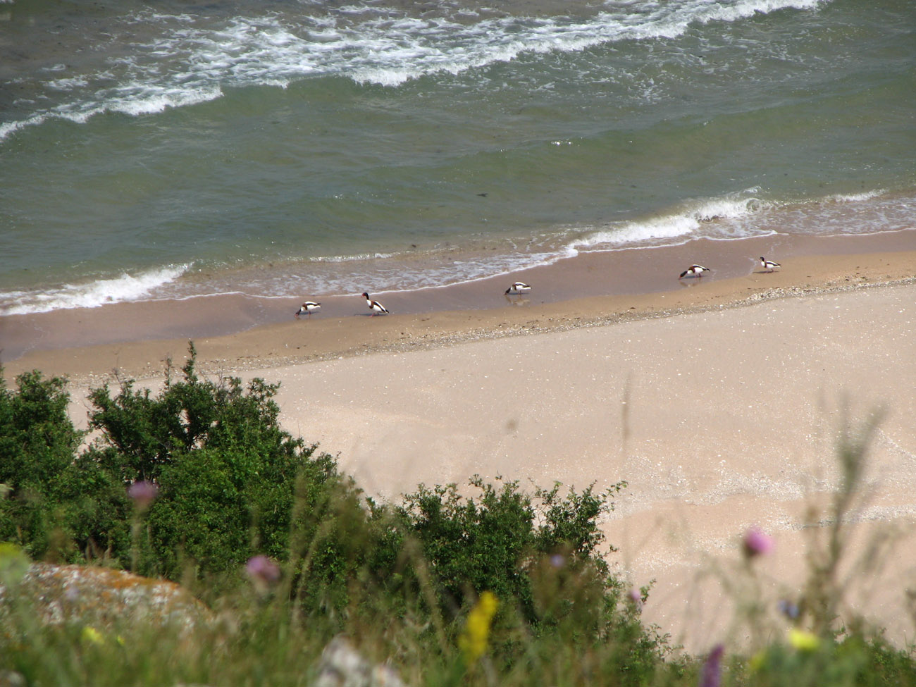 Караларская степь, image of landscape/habitat.