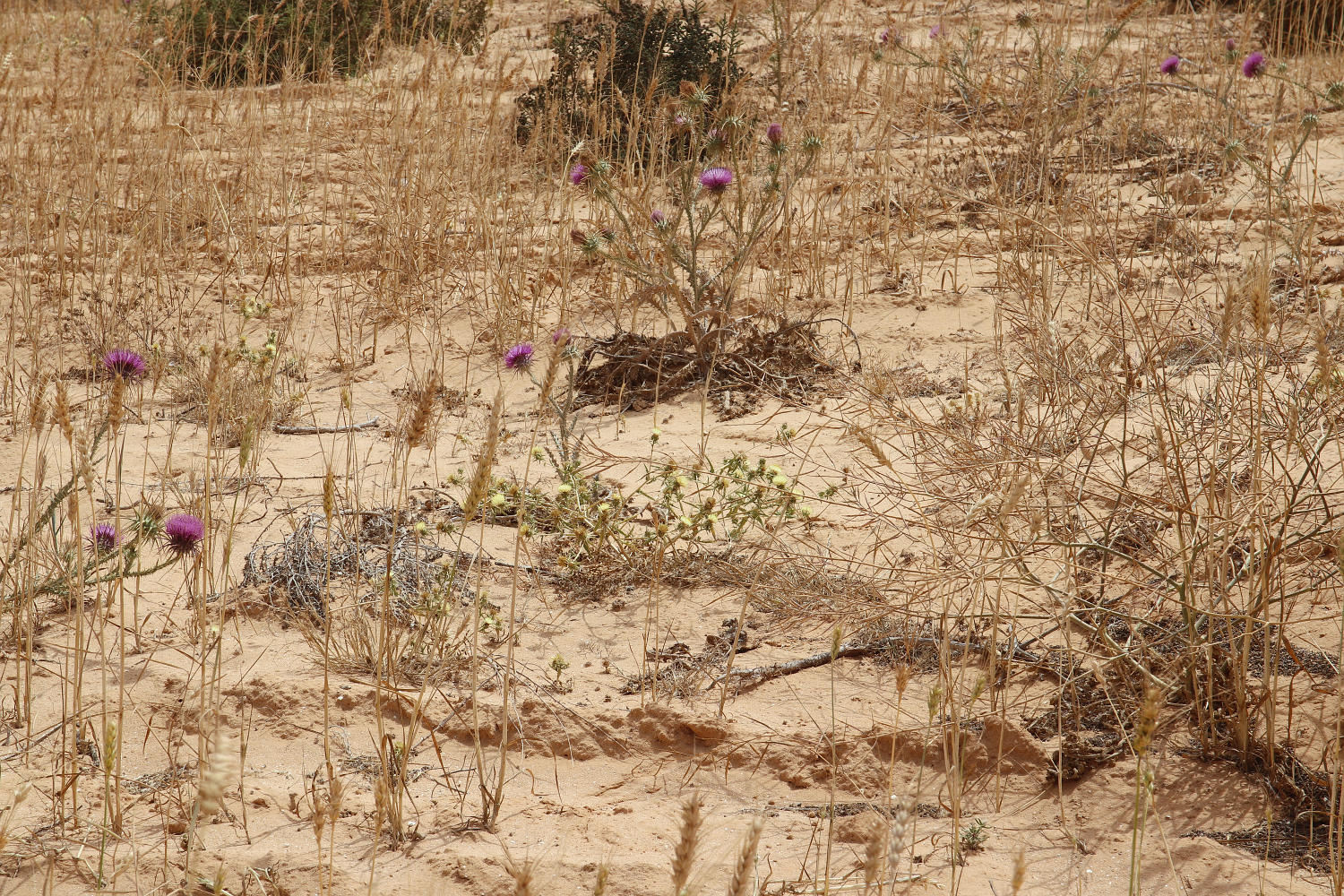 К югу и юго-западу от Эль-Дабаа, image of landscape/habitat.