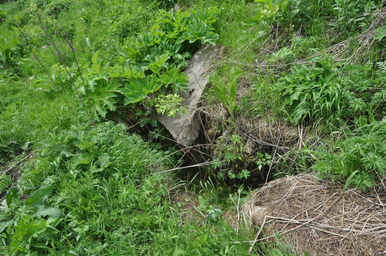 Окрестности скалы Арка, image of landscape/habitat.