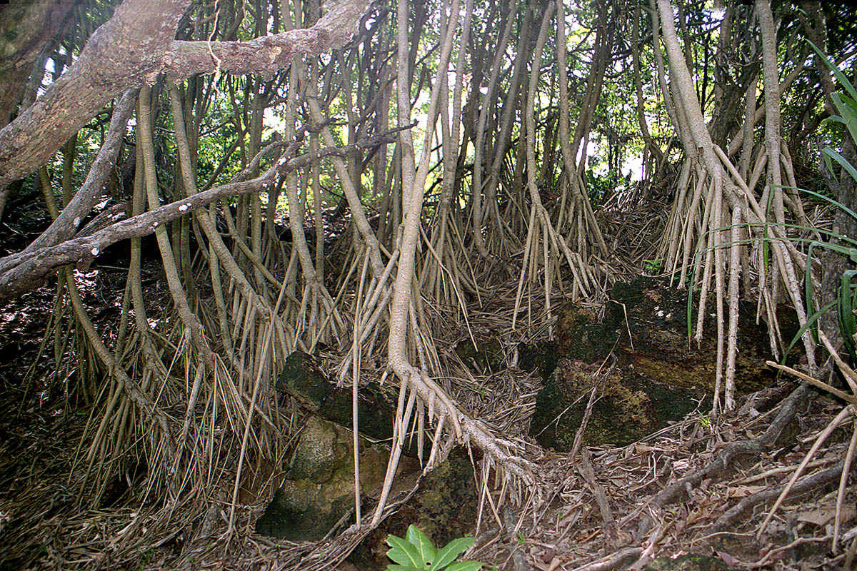 Ко Мук, image of landscape/habitat.