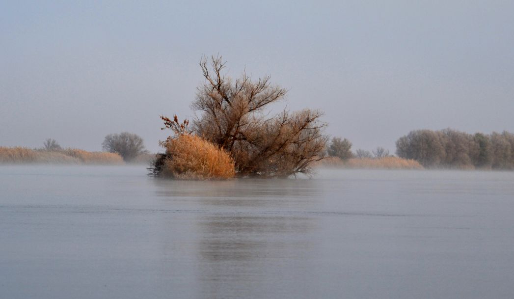 Дельта (нижняя зона), image of landscape/habitat.