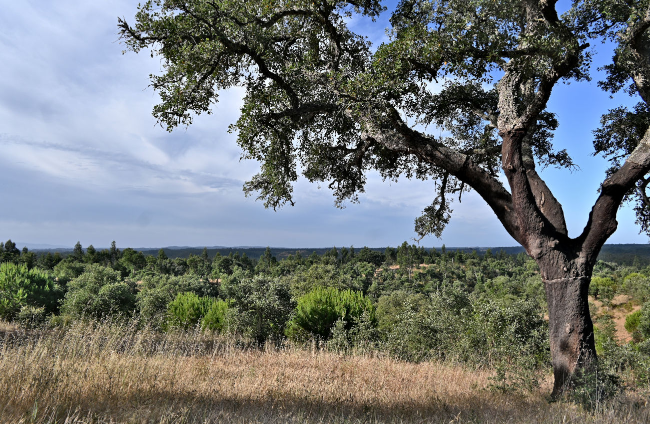 Долина реки Мира, image of landscape/habitat.