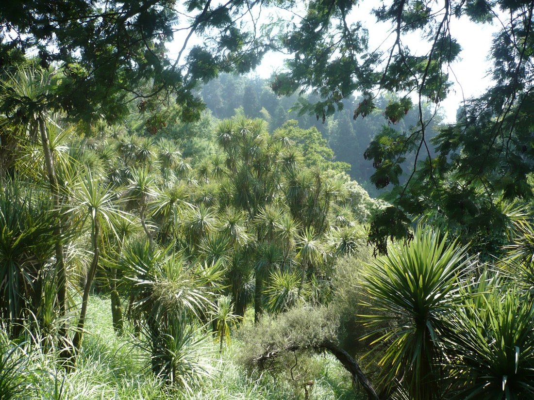 Мцване Концхи, image of landscape/habitat.