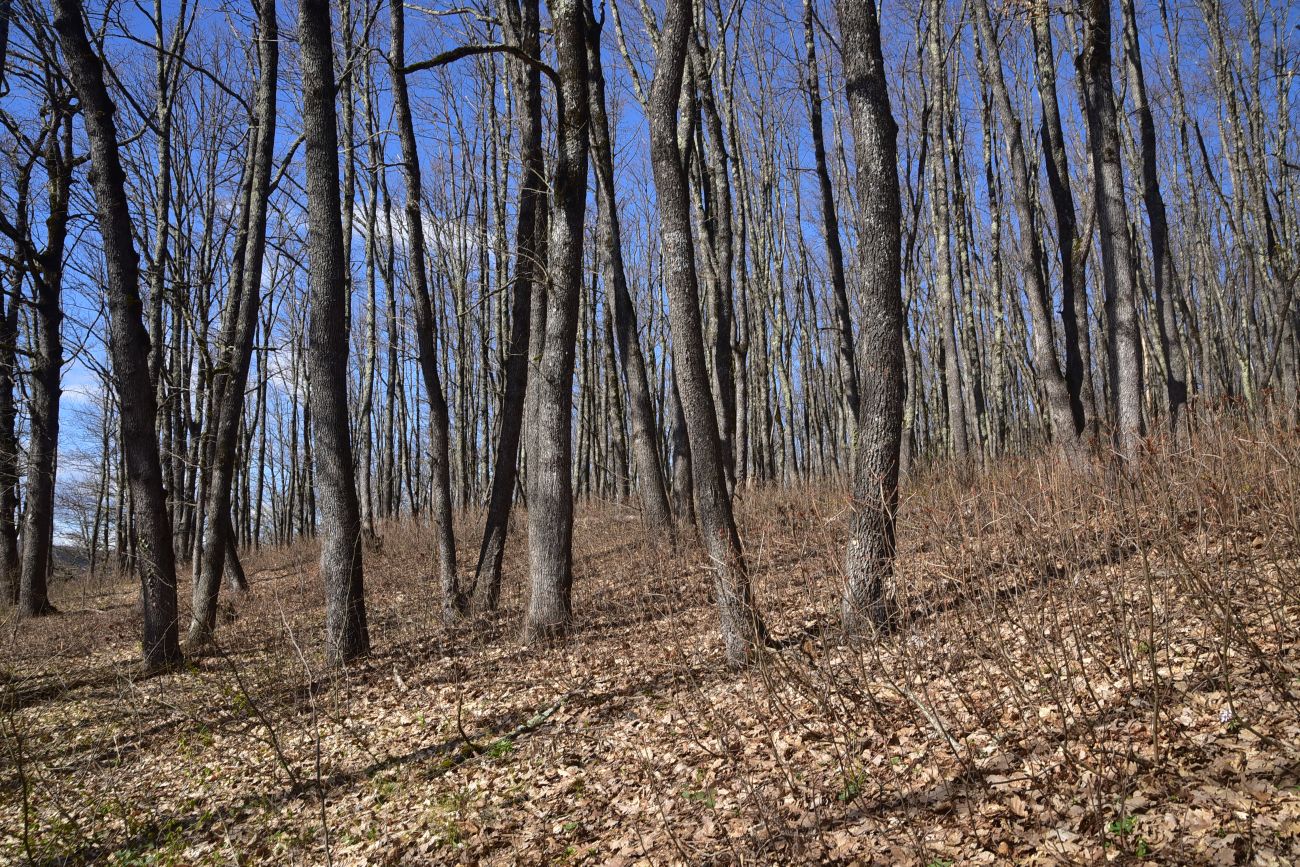 Школьная гора, image of landscape/habitat.