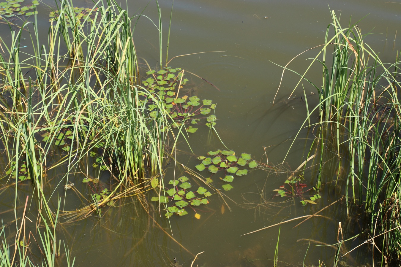 Местечко и окрестности, image of landscape/habitat.