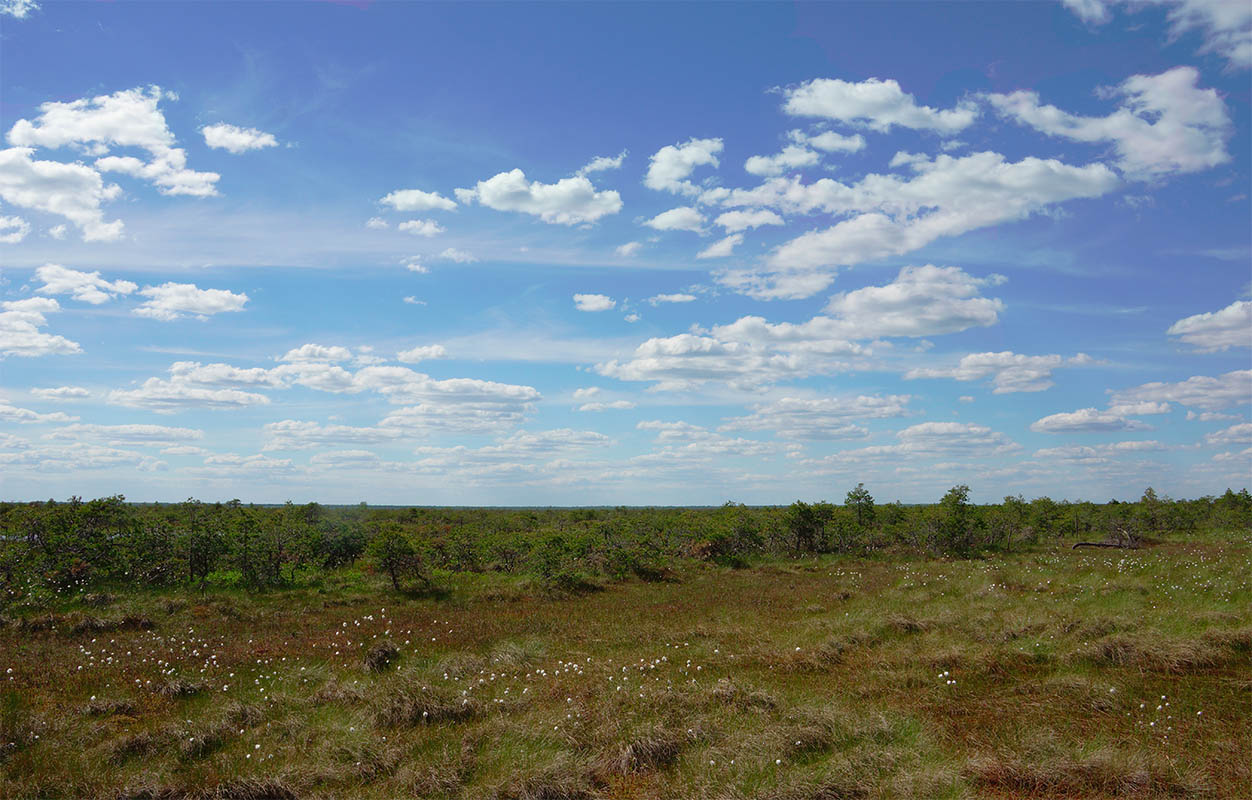 Васюганское болото, Болтное, image of landscape/habitat.