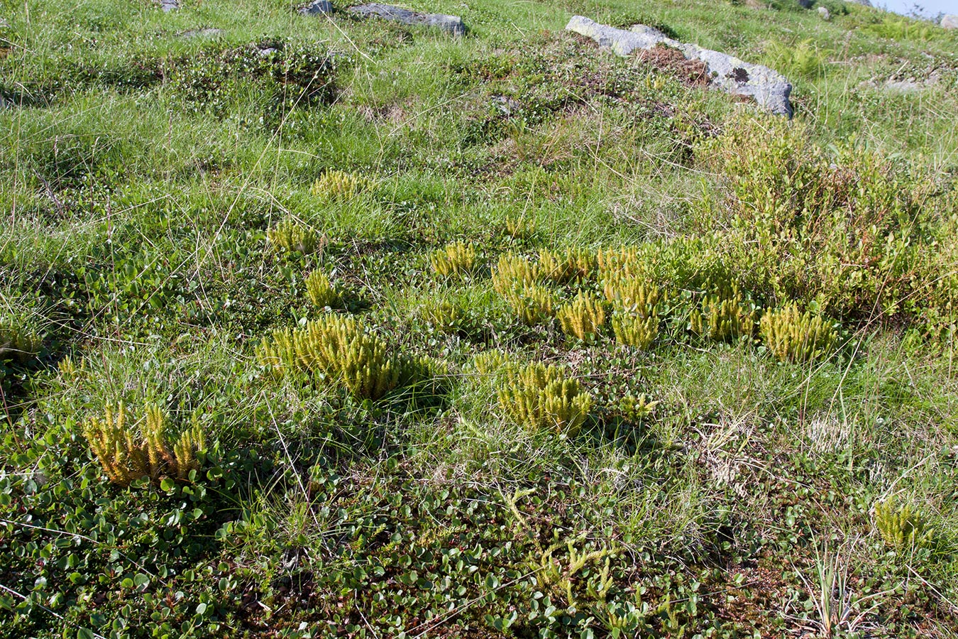 Столбовое озеро, image of landscape/habitat.