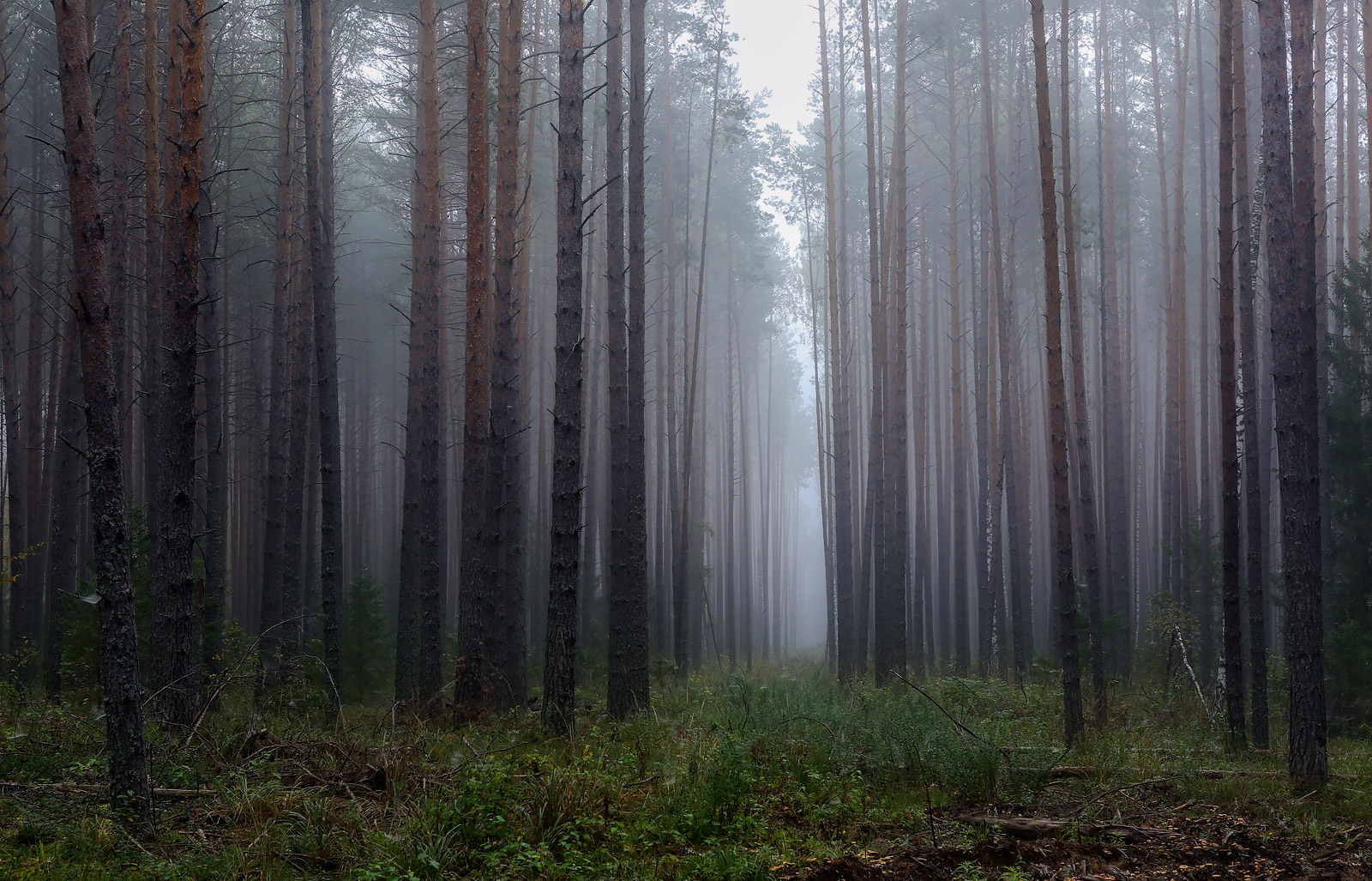 Кунчурихинский бор, image of landscape/habitat.