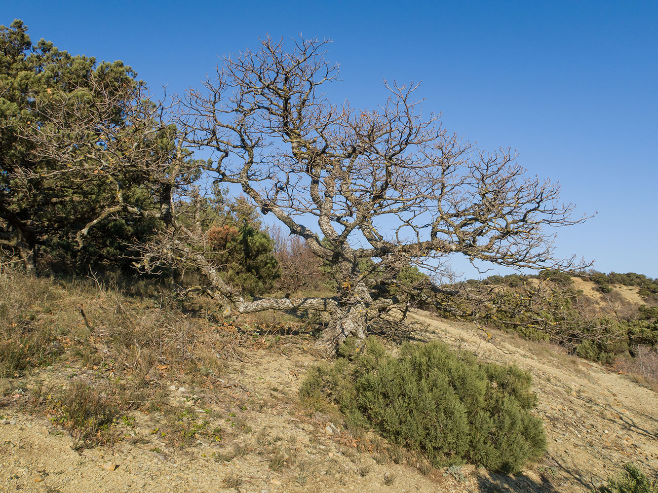 Большой Утриш, гора Солдатская, image of landscape/habitat.