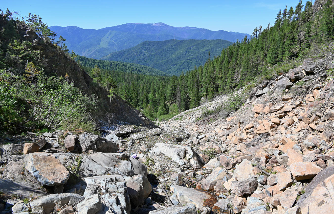 Шушенский бор, image of landscape/habitat.