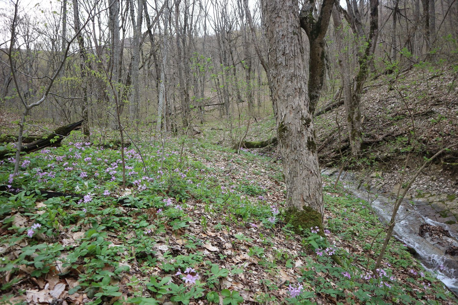 Щель Полихронова, image of landscape/habitat.