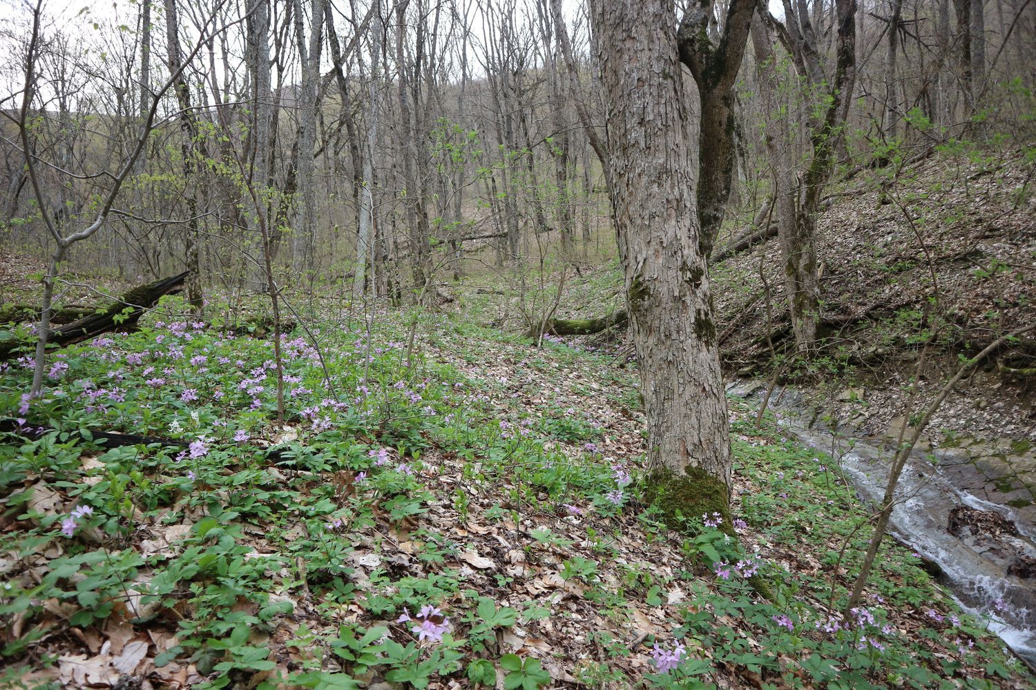 Щель Полихронова, изображение ландшафта.
