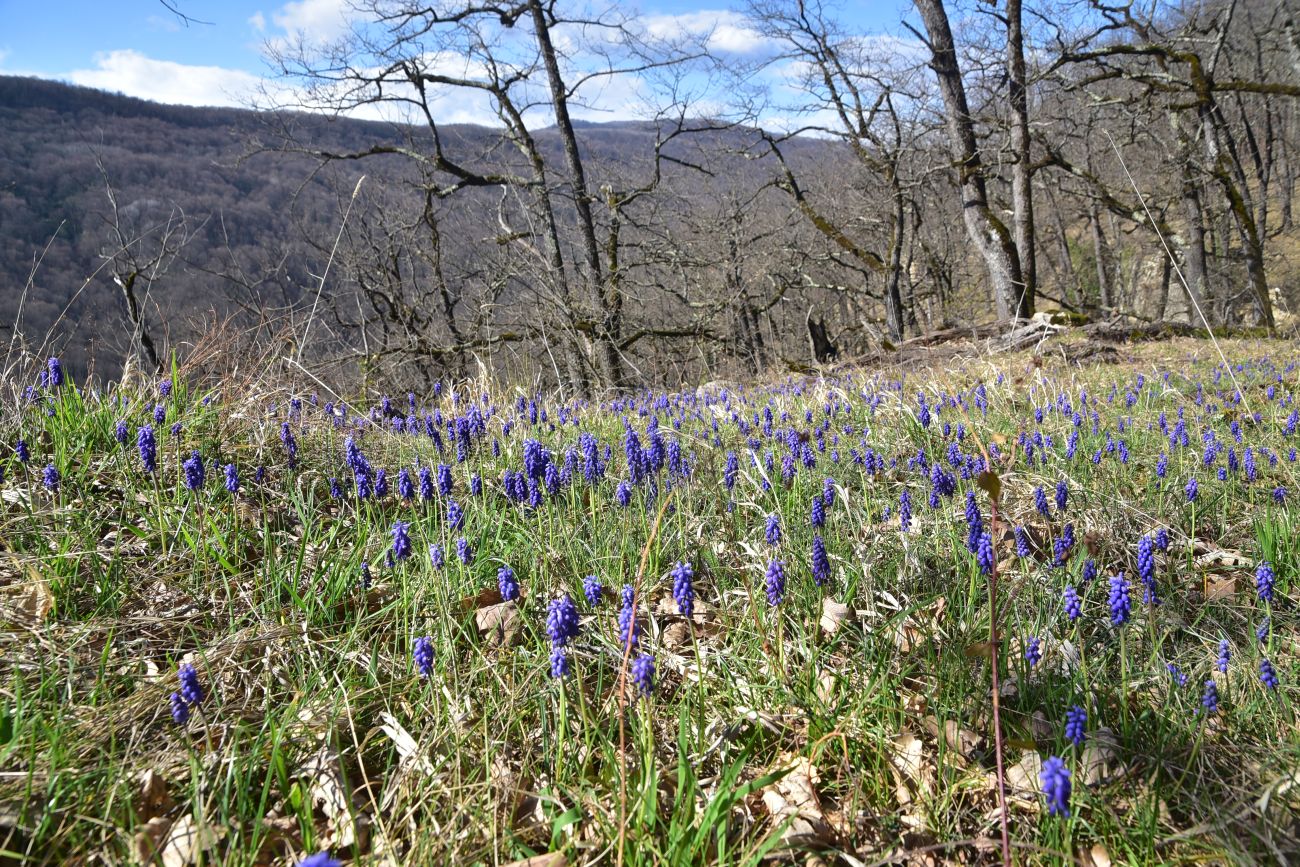 Окрестности горы Черединова, image of landscape/habitat.