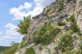 Окрестности мкр-на Пневматика, image of landscape/habitat.
