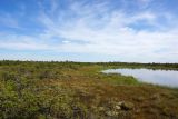 Васюганское болото, Болтное, изображение ландшафта.
