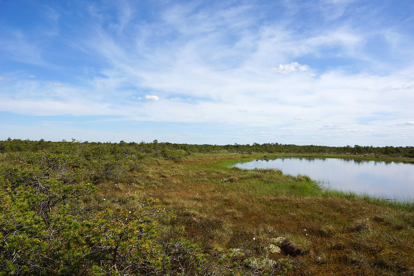 Васюганское болото, Болтное, image of landscape/habitat.