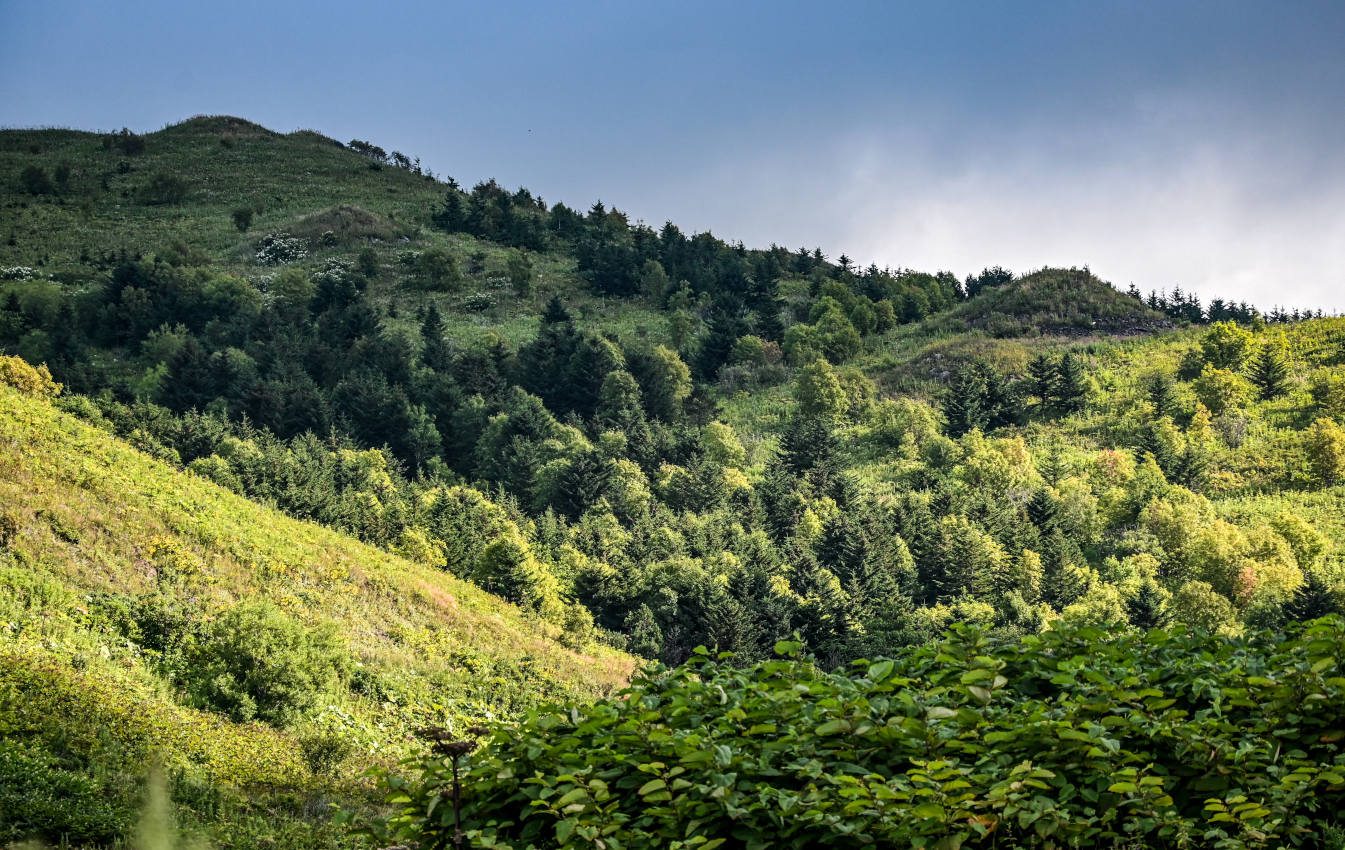 Окрестности села Новиково, image of landscape/habitat.