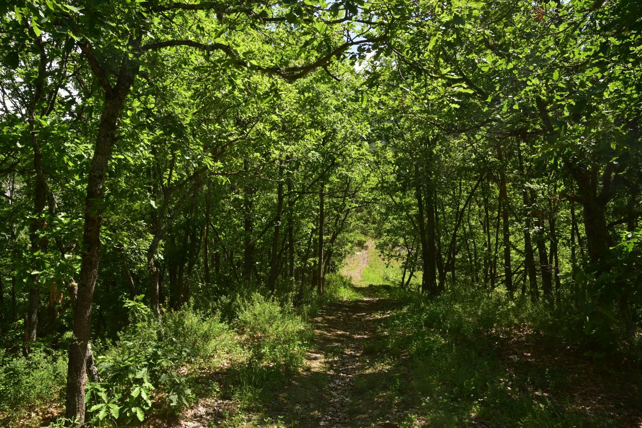 Цинубанская баня, image of landscape/habitat.