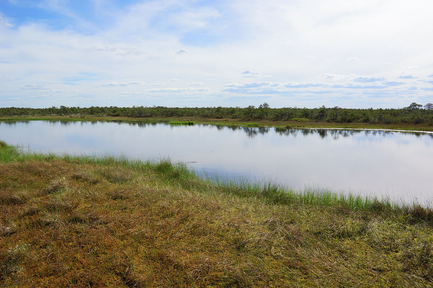 Васюганское болото, Болтное, image of landscape/habitat.