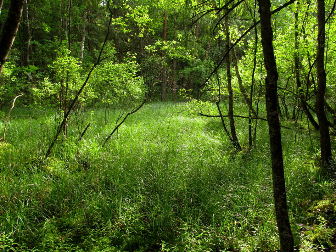 Селец, image of landscape/habitat.