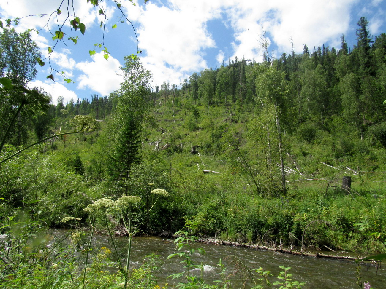 Багазюль, image of landscape/habitat.