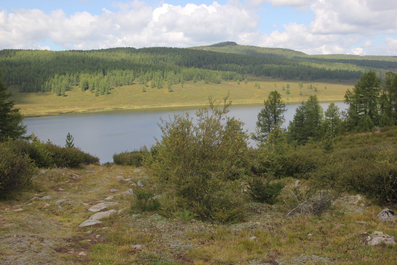 Окрестности озера Узункёль, image of landscape/habitat.