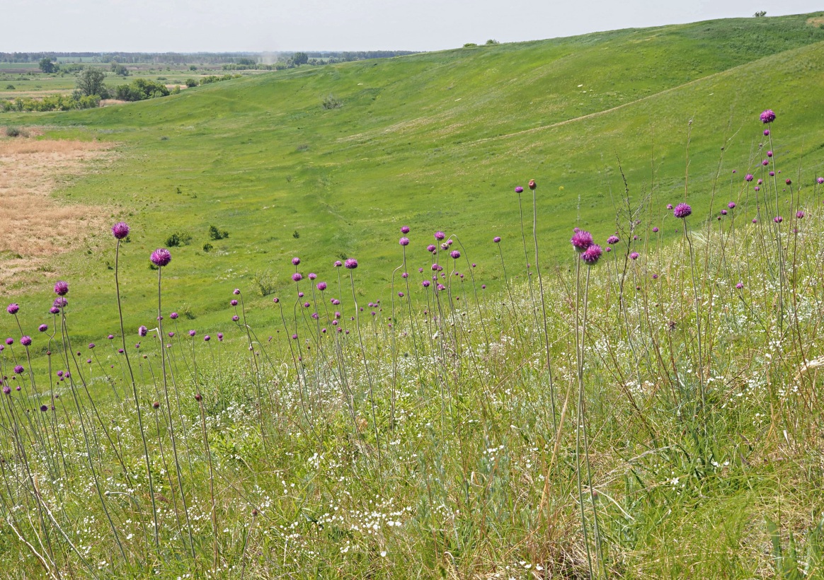 Долина реки Бирля и окрестности, image of landscape/habitat.