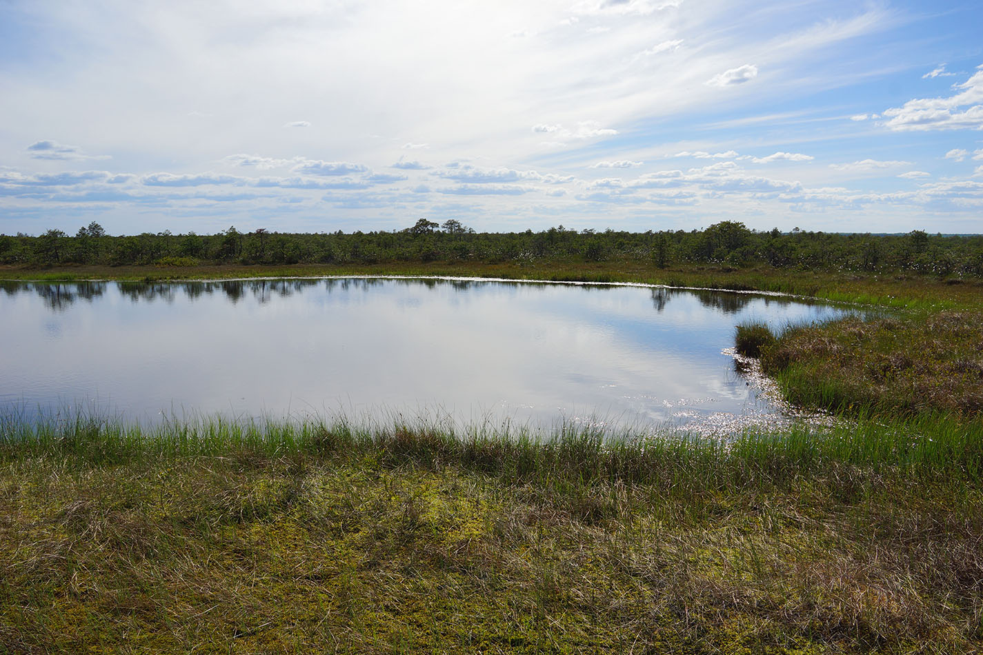 Васюганское болото, Болтное, image of landscape/habitat.