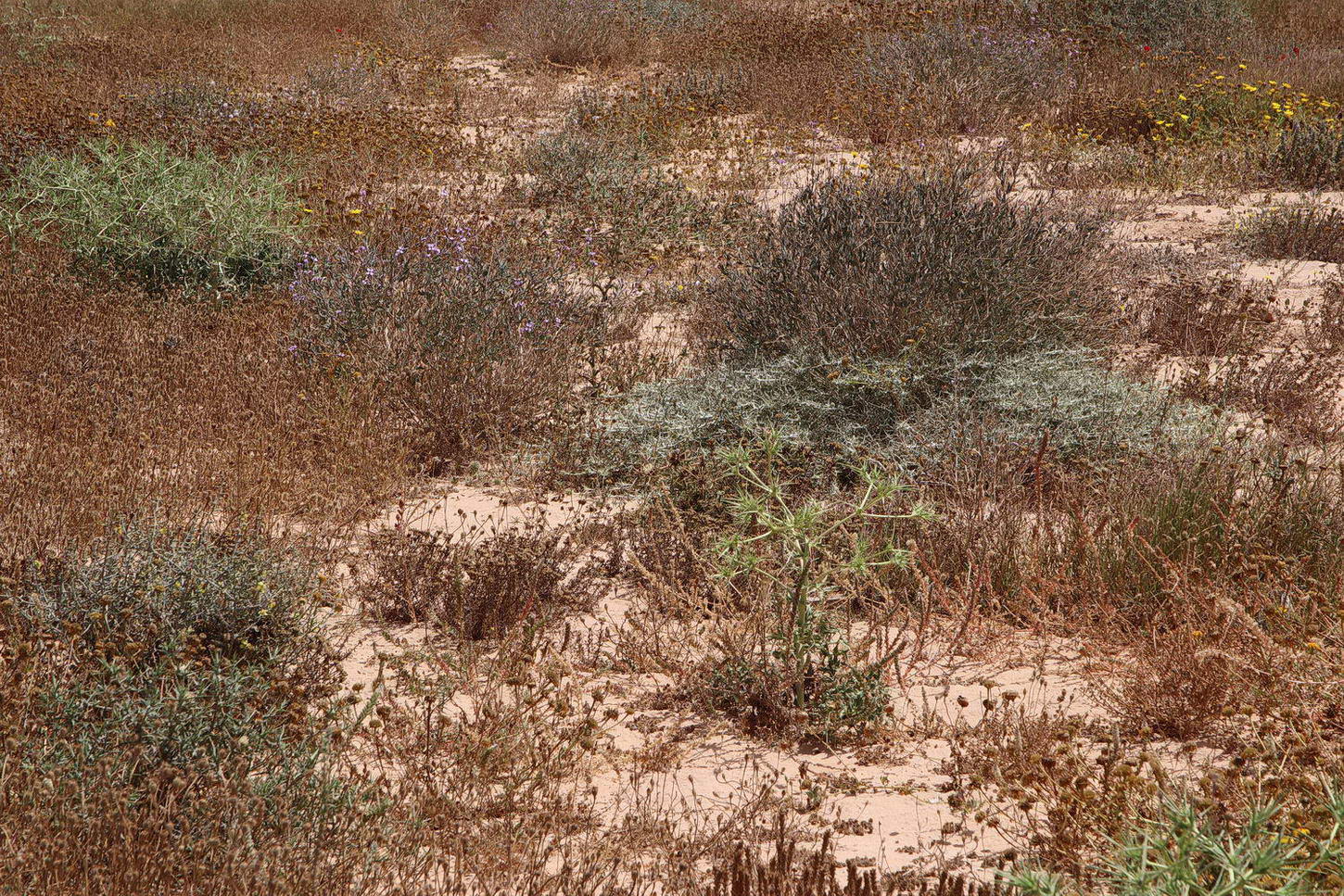 Побережье у Эль-Дабаа, image of landscape/habitat.